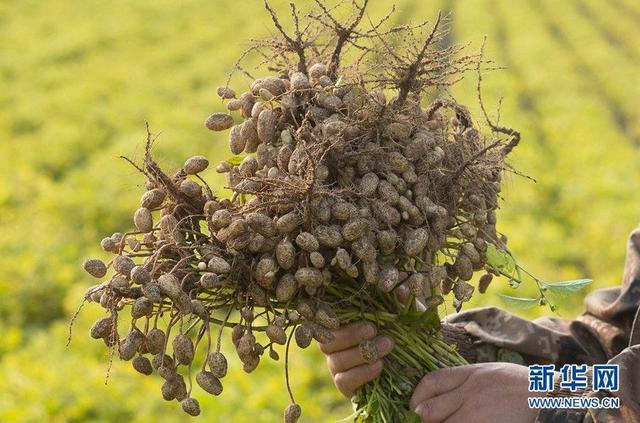 Kaiyun 开云新华网辽宁频道(图4)