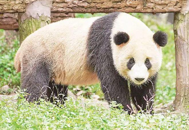 早安·荆州丨连休八天！这周开云APP 开云官网入口五开抢！悬赏通告！(图10)
